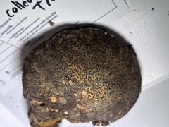 Polyporoletus sublividus