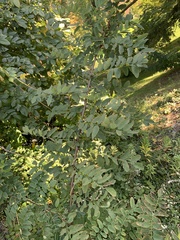 Robinia pseudoacacia