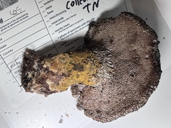 Polyporoletus sublividus