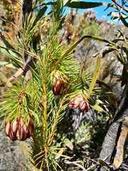 Protea nana