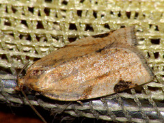 Paramesia gnomana