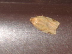 Paramesia gnomana