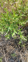 Ozoroa paniculosa