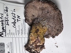 Polyporoletus sublividus