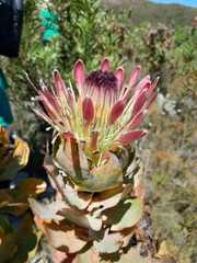 Protea eximia