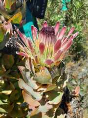 Protea eximia