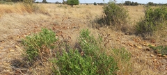 Ozoroa paniculosa