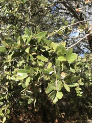 Quercus chrysolepis
