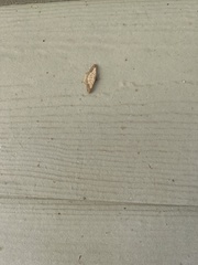 Psamatodes abydata