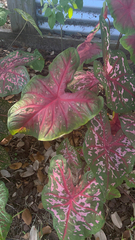 Caladium bicolor