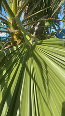 Washingtonia robusta