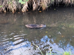 Myocastor coypus