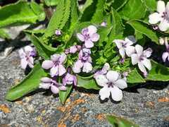 Teedia lucida