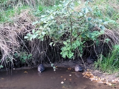 Myocastor coypus