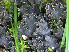 Peltigera elisabethae