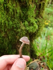 Cortinarius hemitrichus