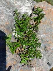 Teedia lucida