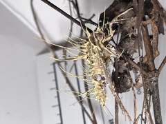 Akanthomyces