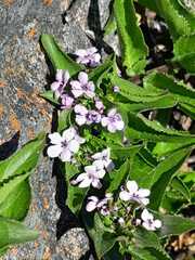 Teedia lucida
