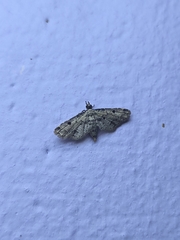 Sufetula hemiophthalma
