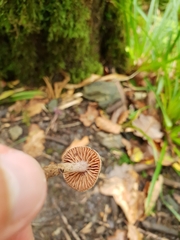 Cortinarius hemitrichus