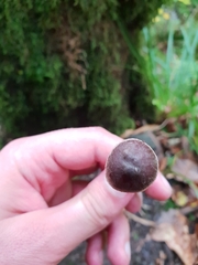 Cortinarius hemitrichus