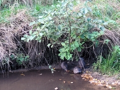 Myocastor coypus