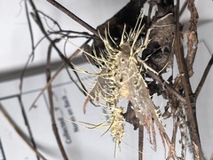 Akanthomyces