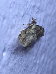 Sufetula hemiophthalma