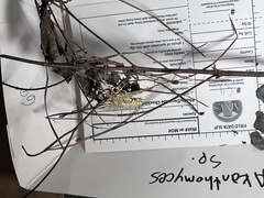 Akanthomyces