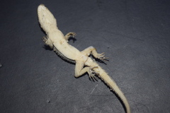Mediodactylus sagittifer