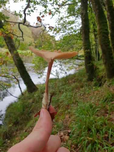 Wood Woolly-foot (Collybiopsis peronata)