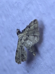 Sufetula hemiophthalma