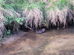 Myocastor coypus