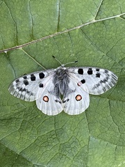 Parnassius apollo