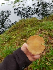 Collybiopsis peronata