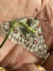 Parnassius apollo