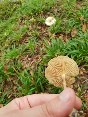 Collybiopsis peronata