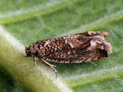 Pelochrista caecimaculana