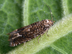 Pelochrista caecimaculana