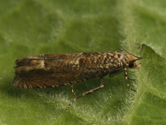 Pelochrista caecimaculana