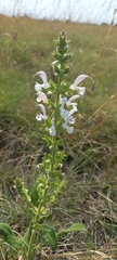 Salvia radula