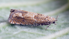 Pelochrista caecimaculana