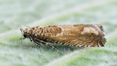 Pelochrista caecimaculana