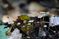 Strobilurus conigenus