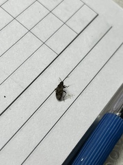 Arocatus melanocephalus