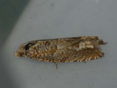 Pelochrista caecimaculana