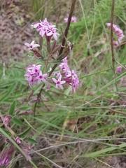 Stevia viscida
