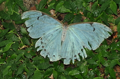 Morpho epistrophus