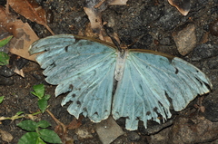 Morpho epistrophus